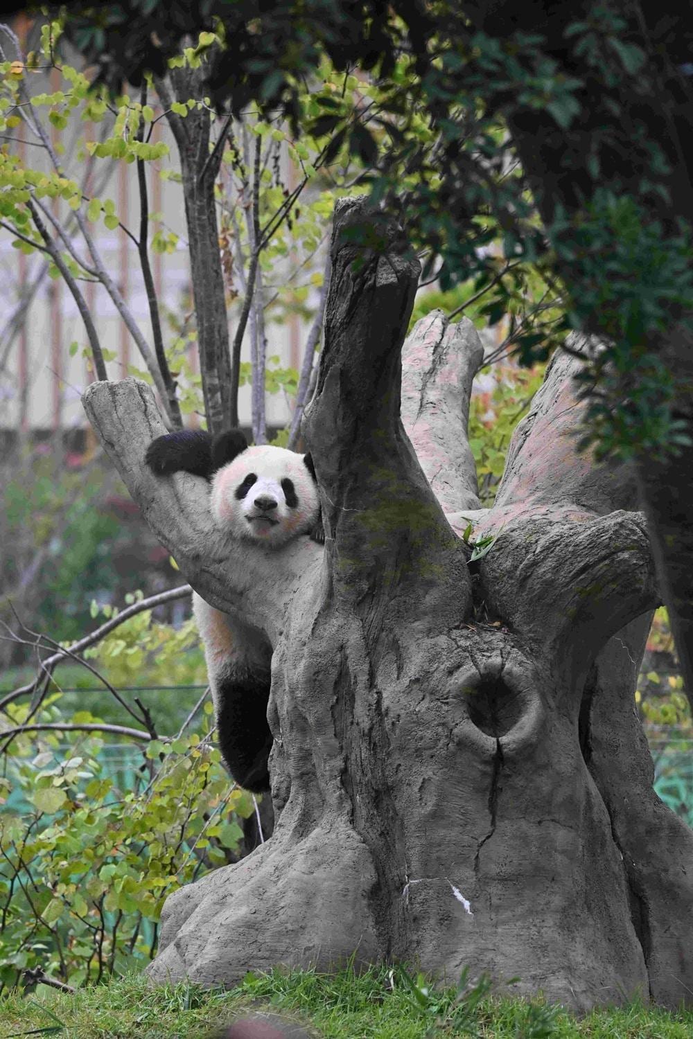 パンダが日本からいなくなる！来年1月の中国返還前に上野動物園へ会いに行こう