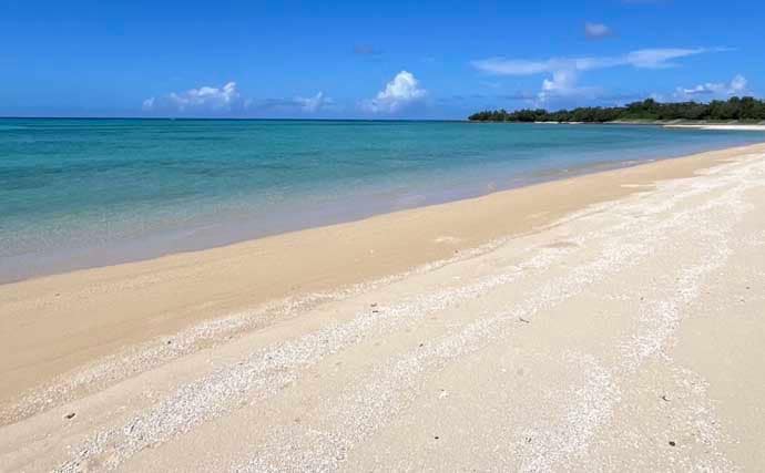 伊是名島で出会った正真正銘の「海人」の話　アオリイカともずくが繋いだ冬の記憶