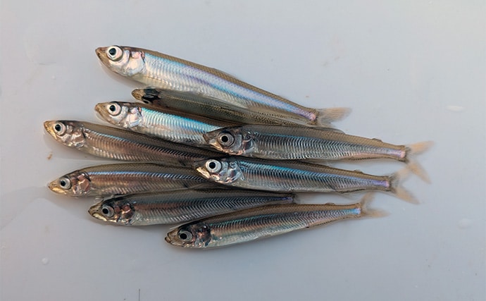 「今日は100匹釣るぞ」が現実に　入鹿池のワカサギ釣りで釣友が初束達成【愛知】