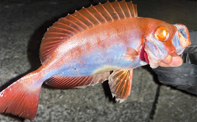 陸っぱり遠征釣行でレアなゲスト魚含む11魚種と対面【大分】 名物「とり天」も堪能