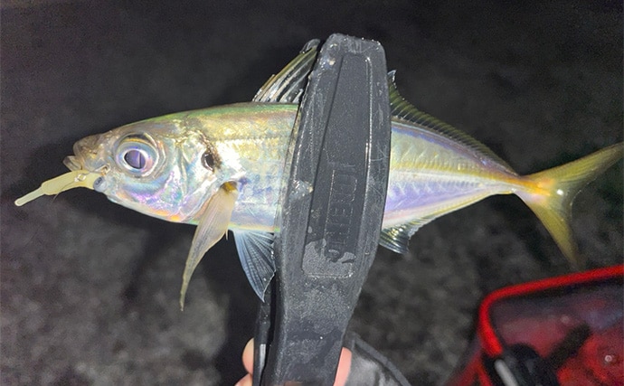 陸っぱり遠征釣行でレアなゲスト魚含む11魚種と対面【大分】 名物「とり天」も堪能