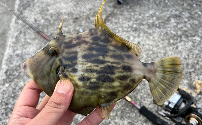 陸っぱり遠征釣行でレアなゲスト魚含む11魚種と対面【大分】 名物「とり天」も堪能