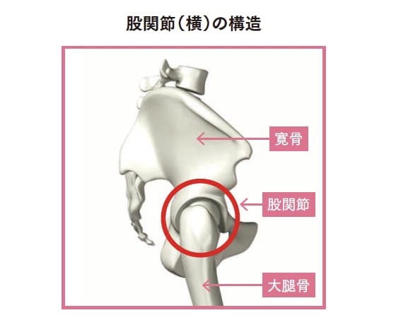 股関節（横）の構造【背骨コンディショニング】