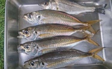 木更津港のサビキ釣りでラスト1時間にアジ回遊!【千葉】悪天候を耐えて本命4尾確保