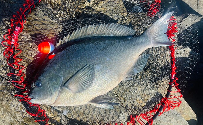 「良型クロは簡単じゃない！」磯フカセ釣りで重量級ヒットが連発【宮崎】