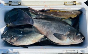 「良型クロは簡単じゃない!」磯フカセ釣りで重量級ヒットが連発【宮崎】