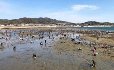 解禁初日の潮干狩りでハマグリ＆アサリ合わせて規定量採取を達成！【愛知・鳥羽海岸】