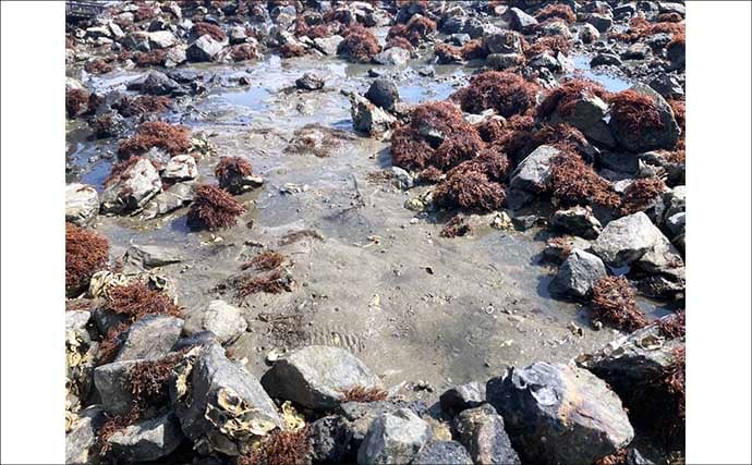 解禁初日の潮干狩りでハマグリ＆アサリ合わせて規定量採取を達成！【愛知・鳥羽海岸】