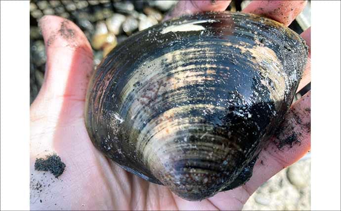 解禁初日の潮干狩りでハマグリ＆アサリ合わせて規定量採取を達成！【愛知・鳥羽海岸】