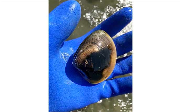 解禁初日の潮干狩りでハマグリ＆アサリ合わせて規定量採取を達成！【愛知・鳥羽海岸】