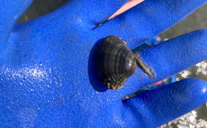 解禁初日の潮干狩りでハマグリ＆アサリ合わせて規定量採取を達成！【愛知・鳥羽海岸】