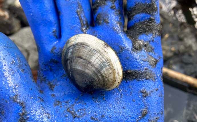 解禁初日の潮干狩りでハマグリ＆アサリ合わせて規定量採取を達成！【愛知・鳥羽海岸】