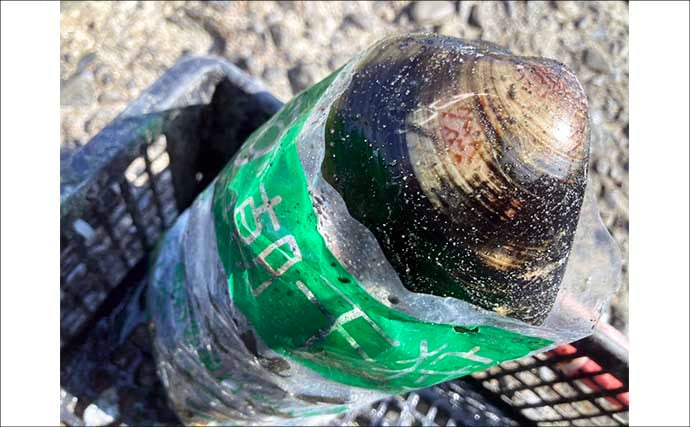 解禁初日の潮干狩りでハマグリ＆アサリ合わせて規定量採取を達成！【愛知・鳥羽海岸】