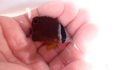 人はなぜ本物の自然や生きものに惹かれるのか 実は私たちの脳が求めている?