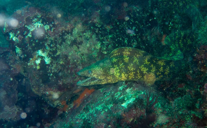 人はなぜ本物の自然や生きものに惹かれるのか　実は私たちの脳が求めている？