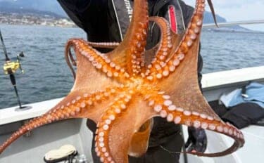 2.5kg大型マダコ参上！エギタコ釣りで良型交じりで好ヒット【大分・熊本】