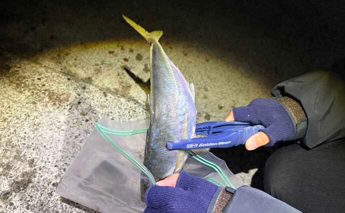 「初心者でも簡単！」　釣った魚を美味しく食べるための持ち帰り方