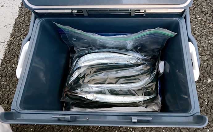 「初心者でも簡単！」　釣った魚を美味しく食べるための持ち帰り方