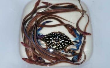 誰でもできるアナゴの夜釣り入門　必要タックル・釣り方・さばき方まで総まとめ