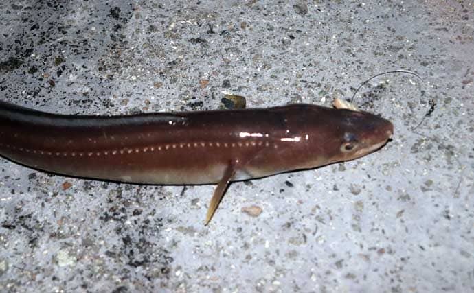 誰でもできるアナゴの夜釣り入門　必要タックル・釣り方・さばき方まで総まとめ