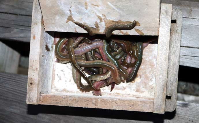 誰でもできるアナゴの夜釣り入門　必要タックル・釣り方・さばき方まで総まとめ