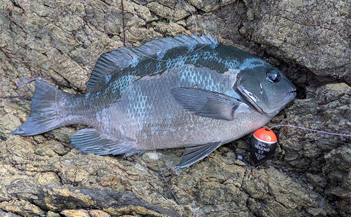 磯でのエギング＆フカセ釣りを堪能【大分・米水津】アオリにグレに大型カワハギでお土産十分