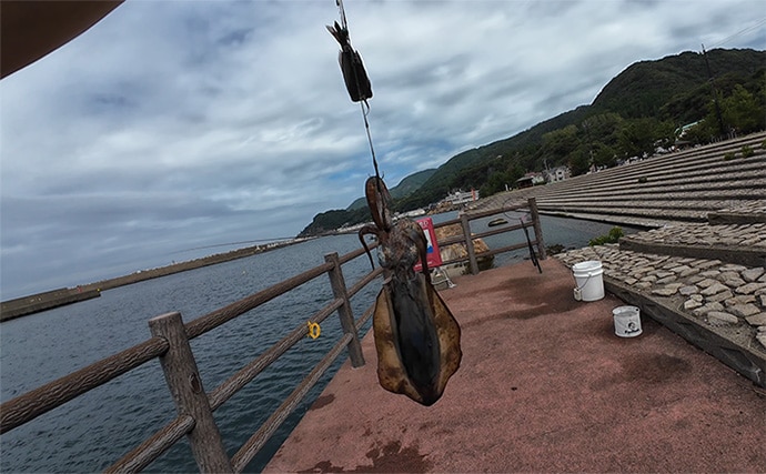 越前のヤエン釣りでアオリイカ当たりっぱなし!【福井】これぞ最盛期の釣り