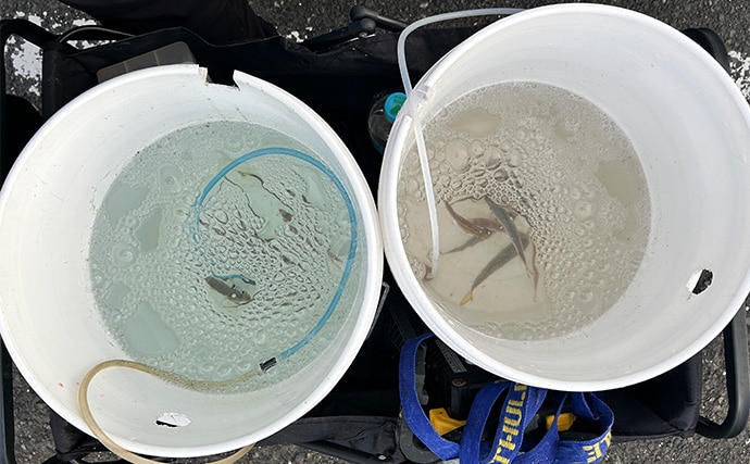 越前のヤエン釣りでアオリイカ当たりっぱなし!【福井】これぞ最盛期の釣り