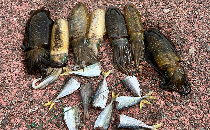 越前のヤエン釣りでアオリイカ当たりっぱなし!【福井】これぞ最盛期の釣り