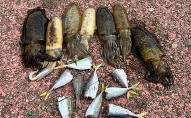 越前のヤエン釣りでアオリイカ当たりっぱなし!【福井】これぞ最盛期の釣り