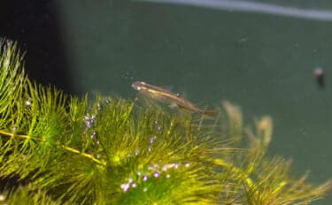 ベランダのビオトープで「メダカ」が産卵! 水草に卵を産み付ける瞬間を目撃