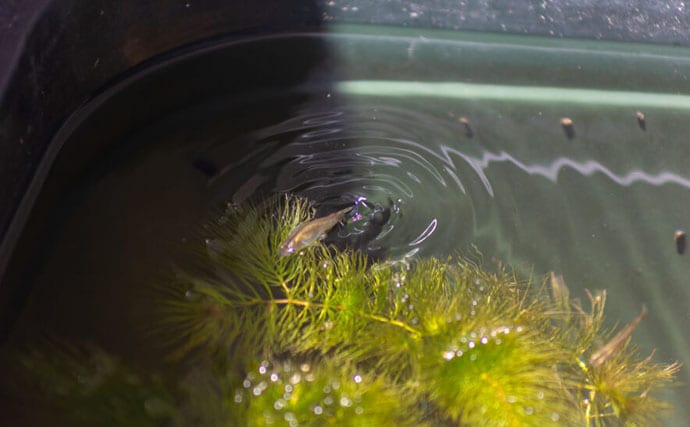 ベランダのビオトープで「メダカ」が産卵! 水草に卵を産み付ける瞬間を目撃