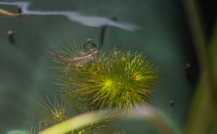 ベランダのビオトープで「メダカ」が産卵! 水草に卵を産み付ける瞬間を目撃