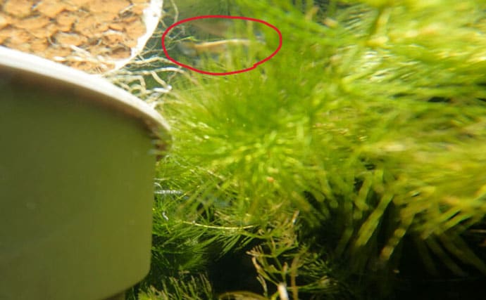 ベランダのビオトープで「メダカ」が産卵! 水草に卵を産み付ける瞬間を目撃