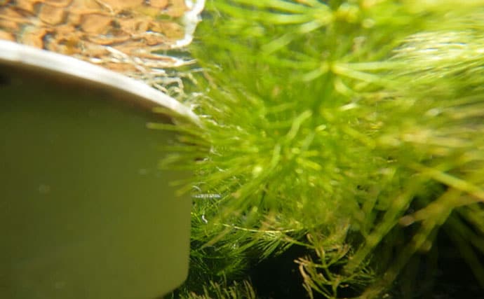 ベランダのビオトープで「メダカ」が産卵! 水草に卵を産み付ける瞬間を目撃