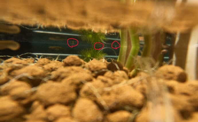 ベランダのビオトープで「メダカ」が産卵! 水草に卵を産み付ける瞬間を目撃