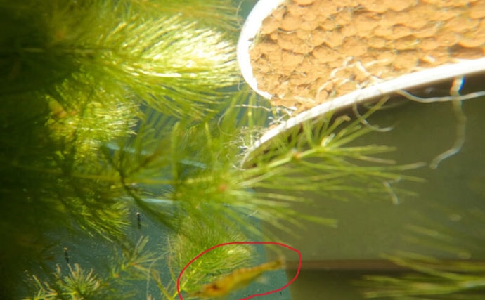 ベランダのビオトープで「メダカ」が産卵! 水草に卵を産み付ける瞬間を目撃