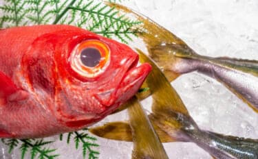 美味しい『キンメダイ』の見分け方は赤色の鮮やかさ? 高い栄養価と優れた健康効果もあり