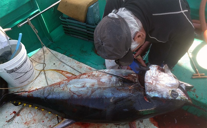 完全フカセ釣りで64kgキハダマグロをキャッチ！【和歌山・昌丸】船中マグロ乱舞