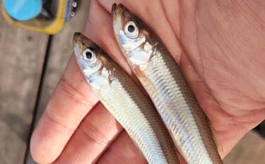 「デカサギ連発!」西湖ワカサギ釣りガイド【山梨】良型が狙える富士五湖屈指の人気スポット