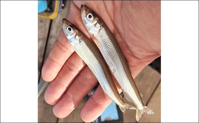 「デカサギ連発!」西湖ワカサギ釣りガイド【山梨】良型が狙える富士五湖屈指の人気スポット