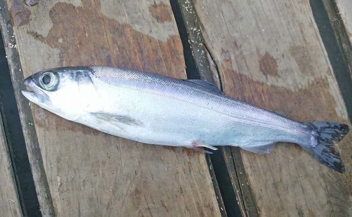 「デカサギ連発!」西湖ワカサギ釣りガイド【山梨】良型が狙える富士五湖屈指の人気スポット