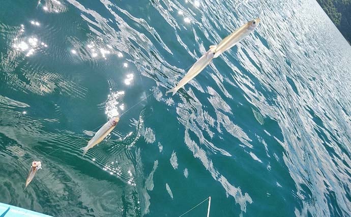 「デカサギ連発!」西湖ワカサギ釣りガイド【山梨】良型が狙える富士五湖屈指の人気スポット