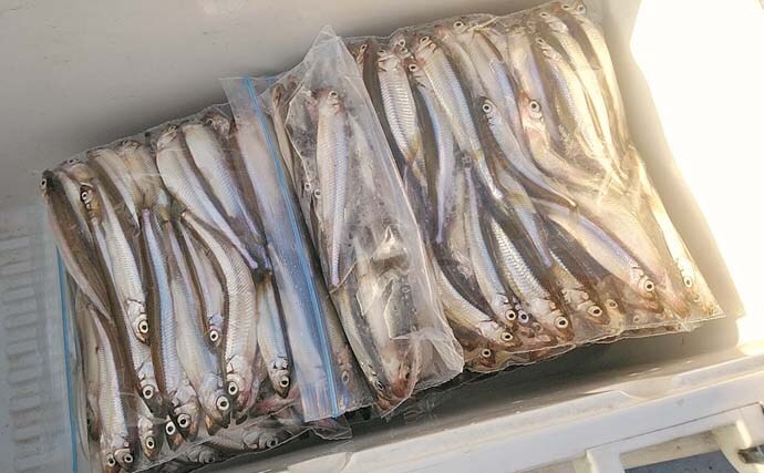 「デカサギ連発!」西湖ワカサギ釣りガイド【山梨】良型が狙える富士五湖屈指の人気スポット