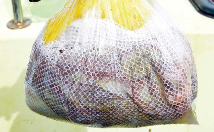 茨城＆東京湾で始めるエギタコ釣り：失敗しない誘い方とアワセ完全ガイド