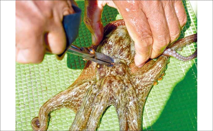 茨城＆東京湾で始めるエギタコ釣り：失敗しない誘い方とアワセ完全ガイド