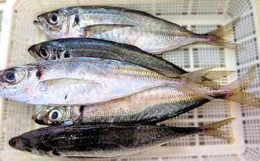 有家港のアジングで良型25cmが連発!【山口】フロートを使った沖目狙いの遠投が奏功