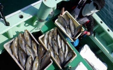 「脂ノリ抜群!」大山沖イサキ釣りで良型主体に数釣りチャンス【船釣り釣果速報・愛知】