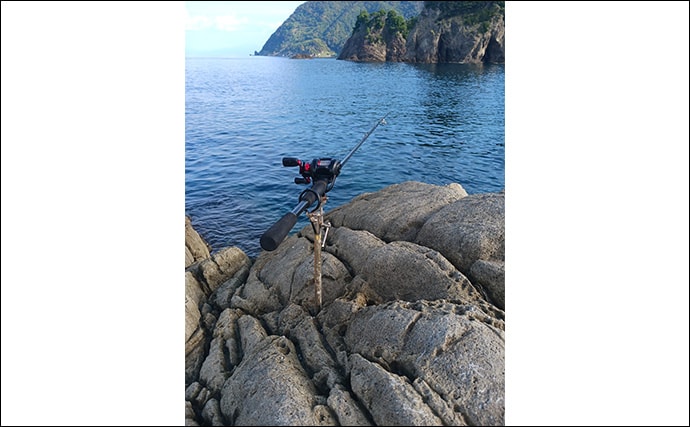 沖磯でのロックフィッシュゲームで30cm級アカハタ【西伊豆】ブッコミでは定番のウツボも登場