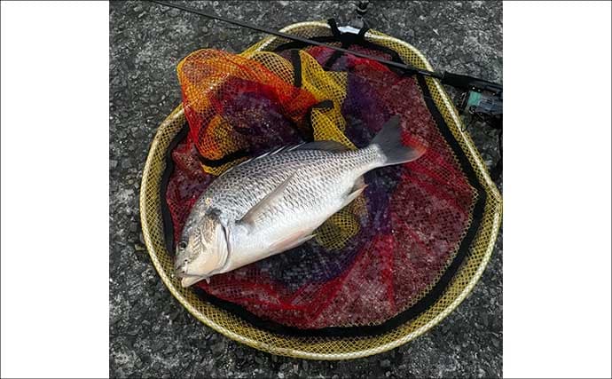 チニングに向いている釣り場はどこ？　重点的に狙うべきポイントも解説